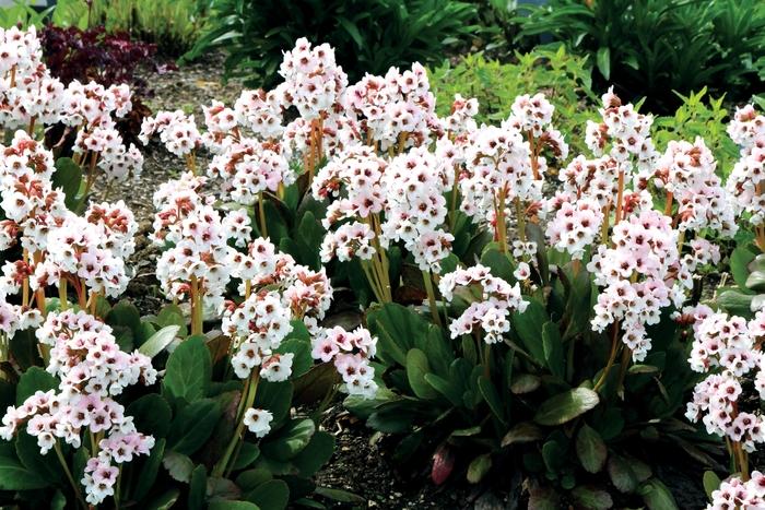 Bergenia Dragonfly™ Angel Kiss