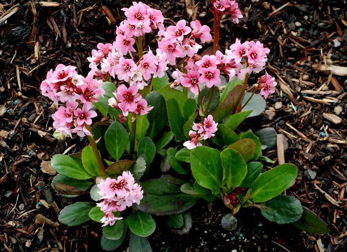 Bergenia Dragonfly™ Pink