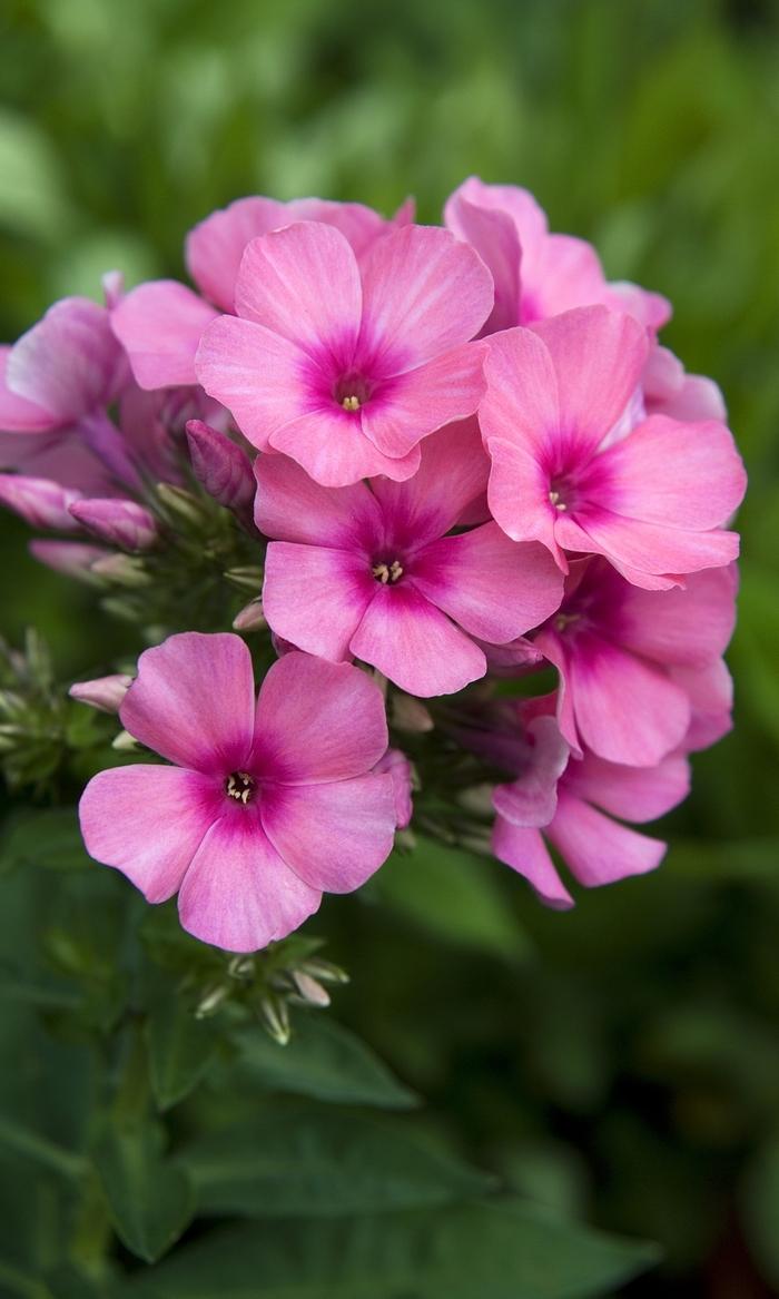 Phlox paniculata Flame® Pink