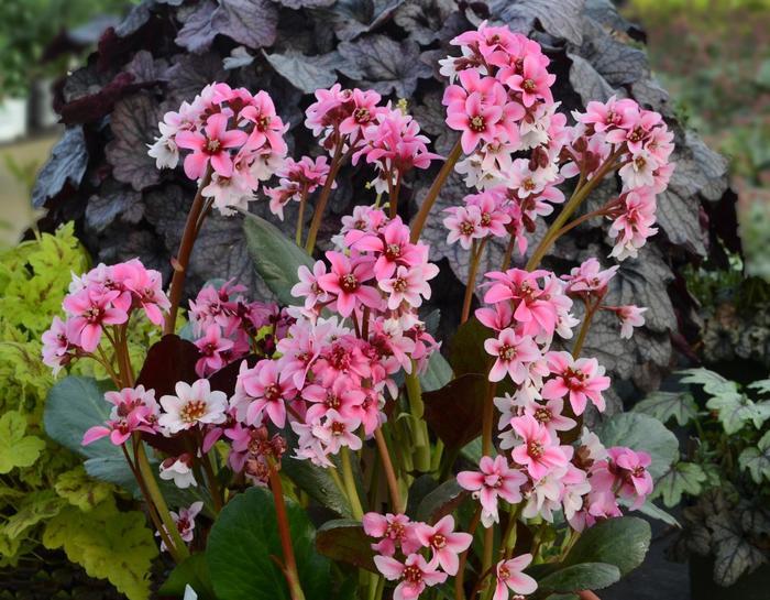 Bergenia Dragonfly™ Sakura