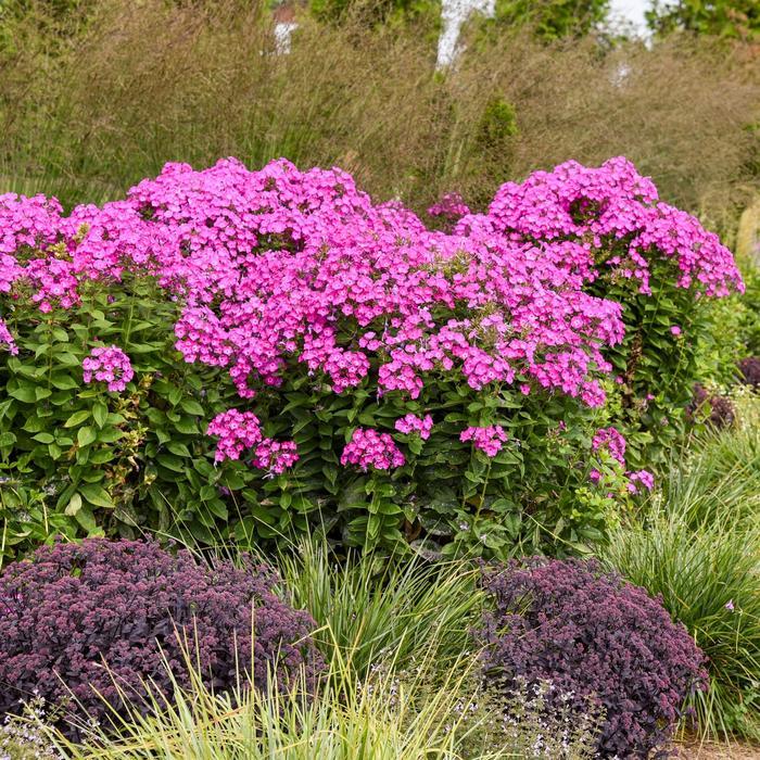 Phlox paniculata Garden Girls® Dream Girl