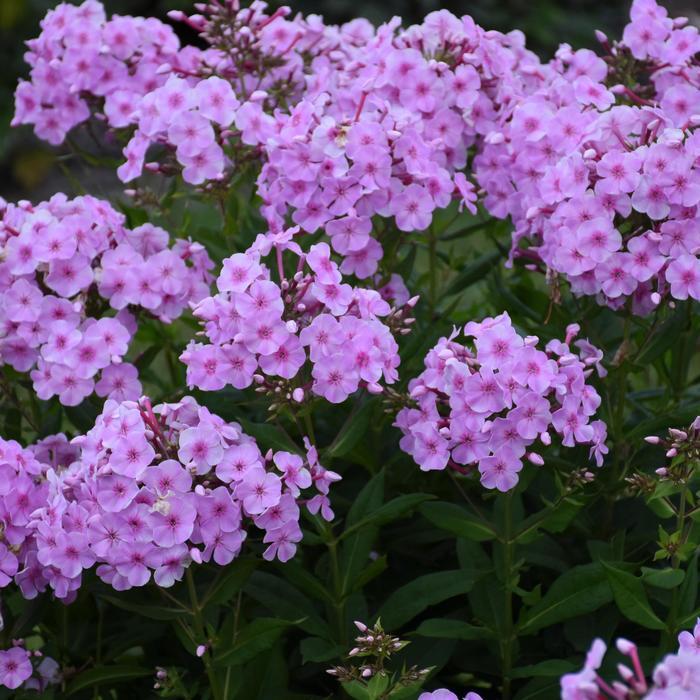 Phlox paniculata Garden Girls® Uptown Girl
