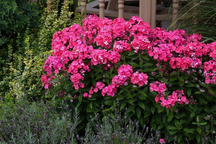 Phlox paniculata Glamour Girl