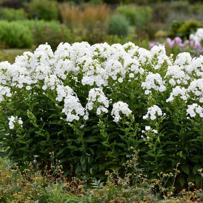 Phlox paniculata Luminary® Backlight