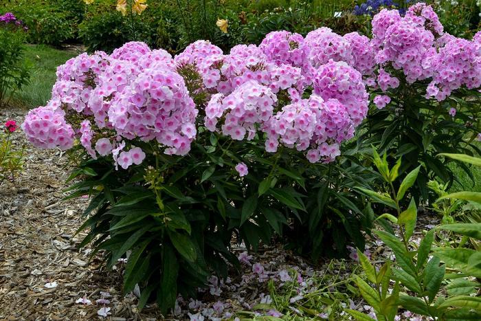 Phlox paniculata Luminary® Opalescence