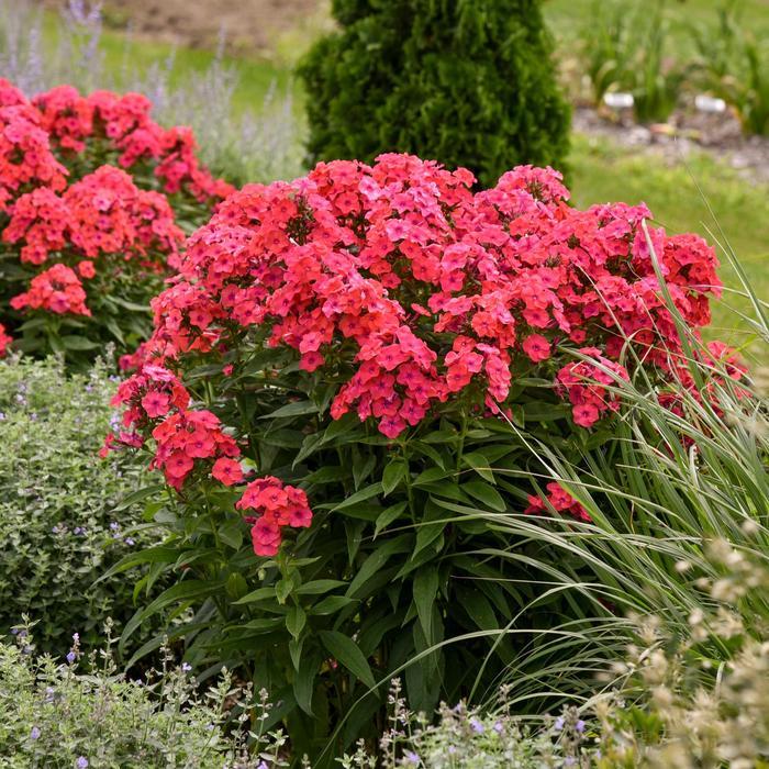 Phlox paniculata Luminary® Sunset Coral