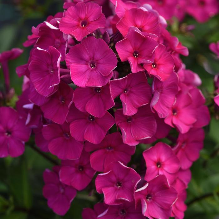 Phlox paniculata Super Ka-Pow™ Fuchsia PP33005