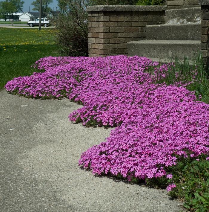 Phlox subulata Red Wings