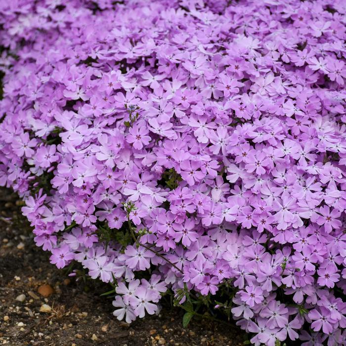 Phlox subulata Spring Bling® Pink Sparkles PP33276
