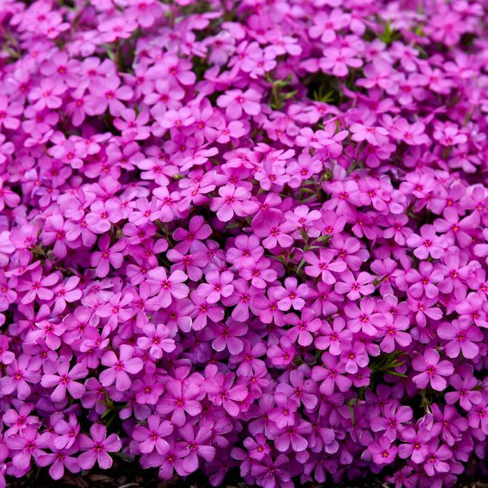 Phlox subulata Spring Bling® Ruby Riot PP34223