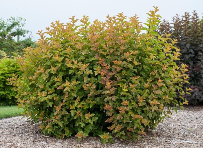 Physocarpus opulifolius First Editions® Amber Jubilee®