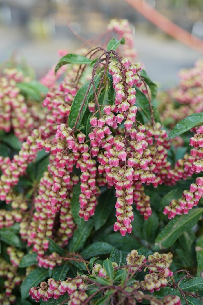 Pieris japonica Interstella®