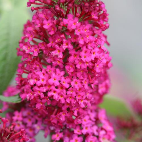 Buddleia Miss Ruby