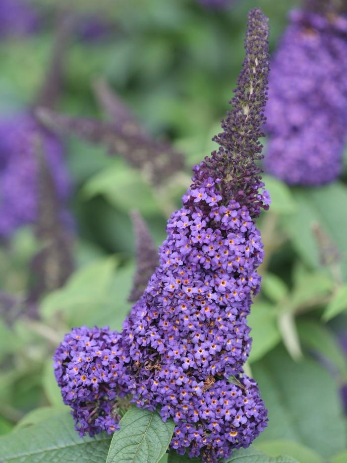 Buddleia Pugster Blue® PP28794