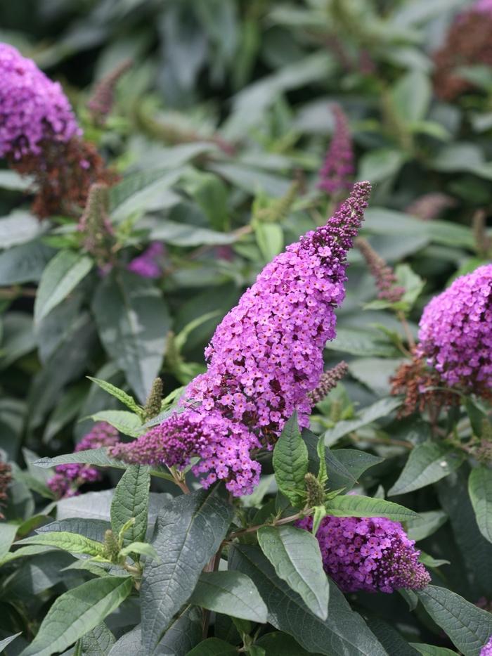 Buddleia Pugster Perwinkle® PP28796