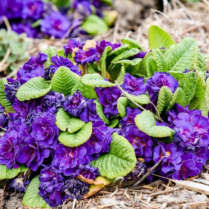 Primula Violetta