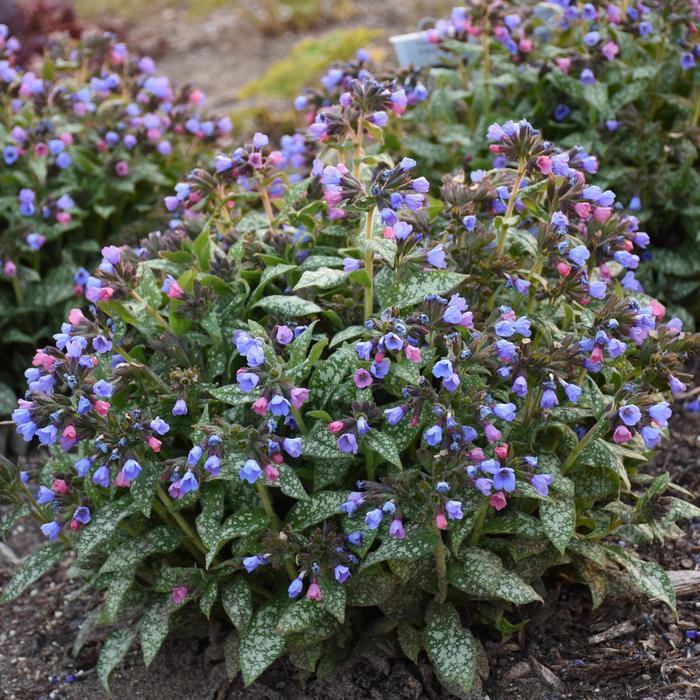 Pulmonaria Pink-a-Blue