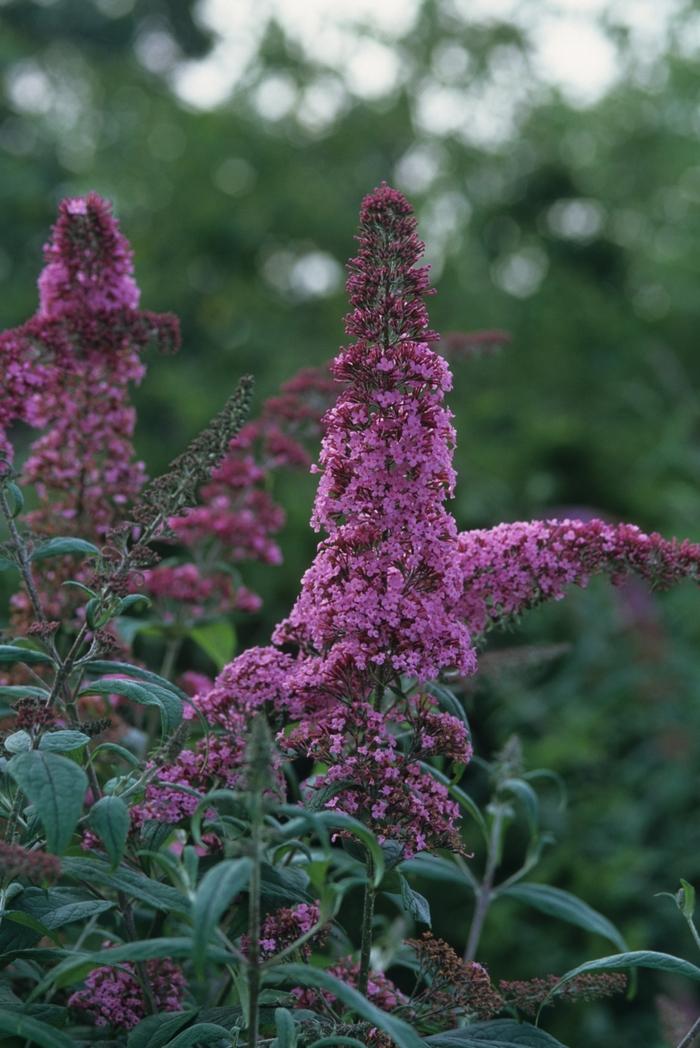Buddleia davidii Pink Delight