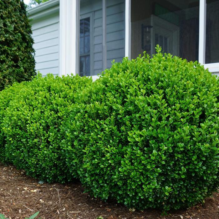 Buxus NewGen® Freedom®