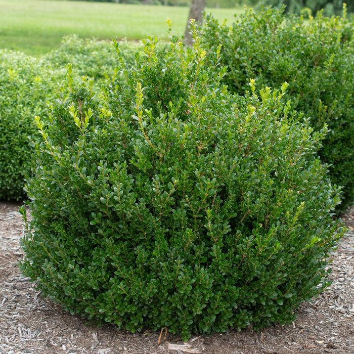 Buxus microphylla Little Missy® PP24703