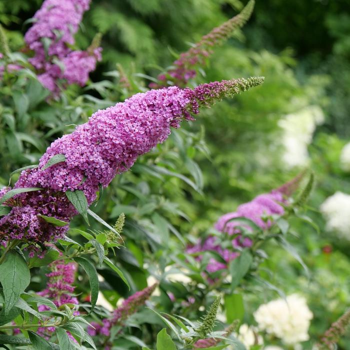 Buddleia Pugster Pinker® PP33565