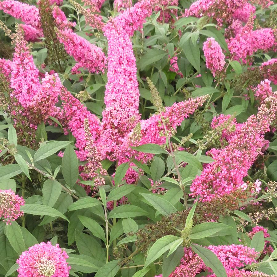 Buddleia Trippy Pink®