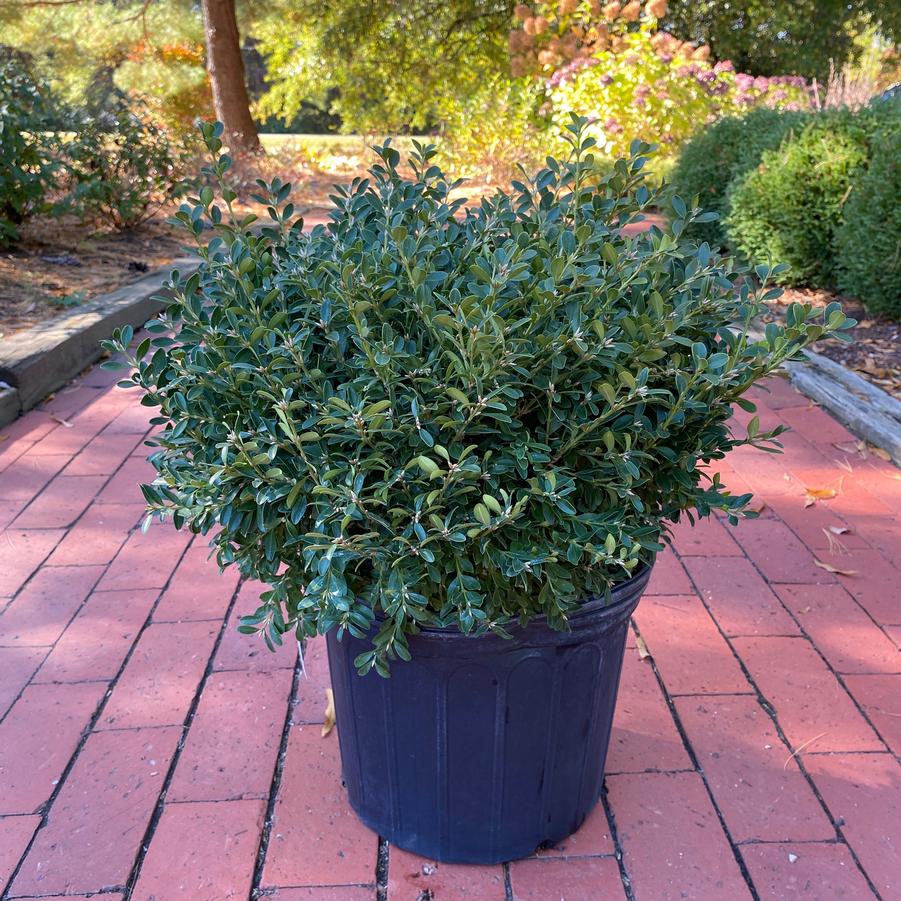 Buxus microphylla kor. Franklin's Gem