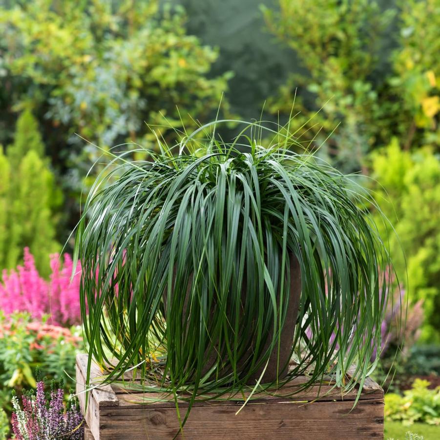 Carex Censation™ Ribbon Falls PP29950