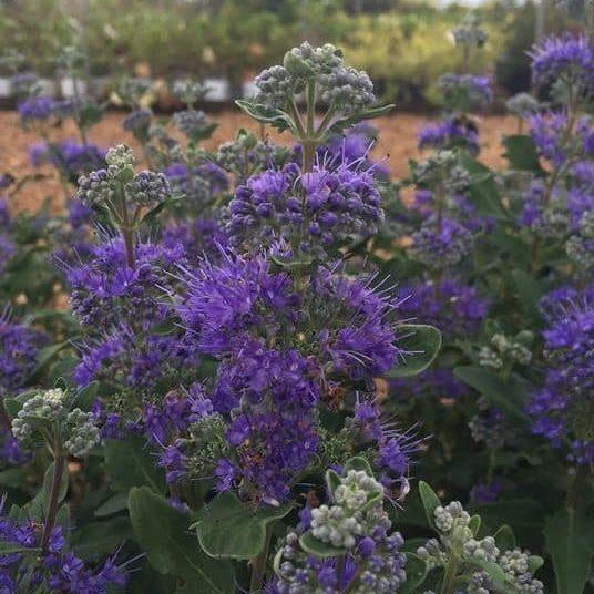 Caryopteris x clandonensis Beyond Midnight® PP27426
