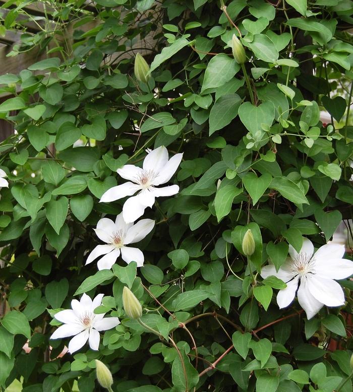 Clematis Henryi
