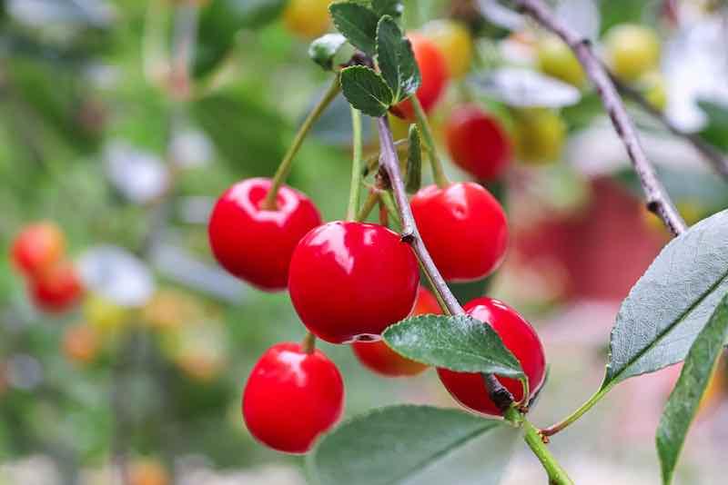 Cherry Semi-Dwarf Montmorency (sour)