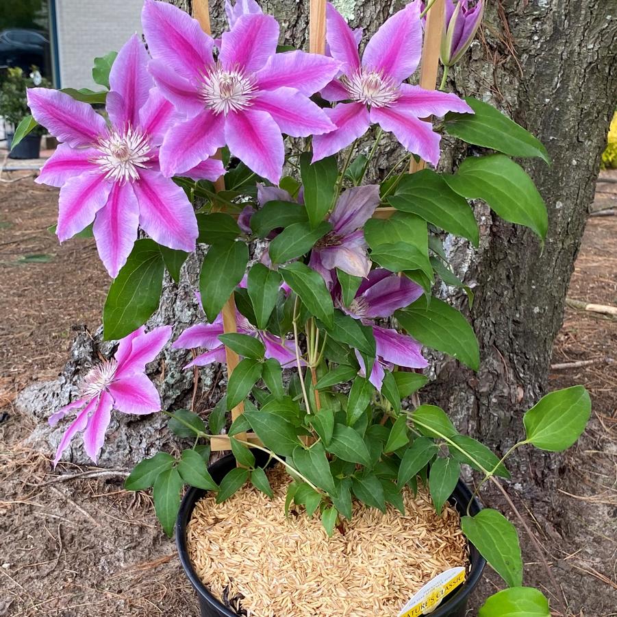 Clematis Dr. Ruppel