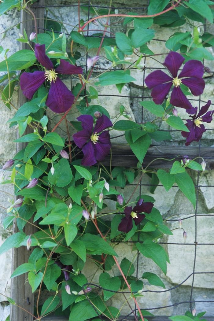 Clematis Etiole Violette