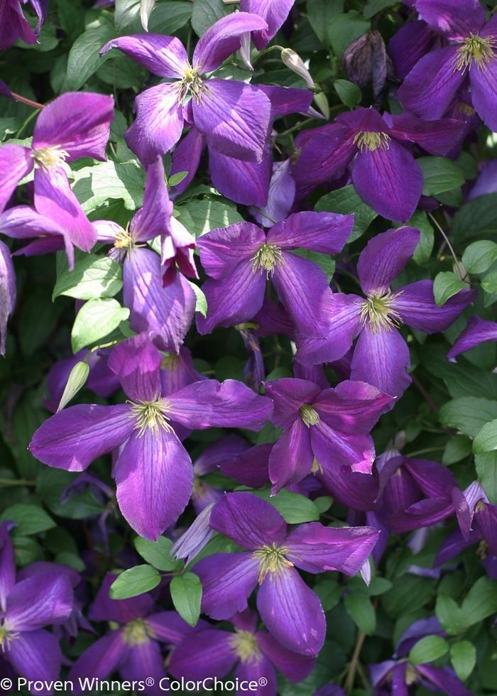 Clematis Happy Jack® Purple