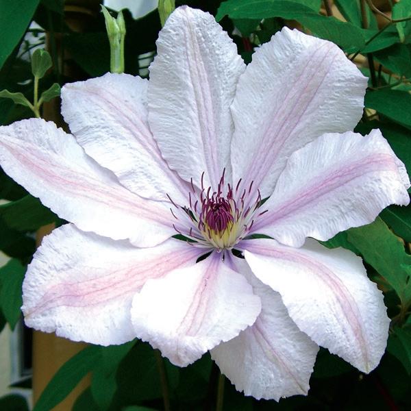 Clematis John Paul II
