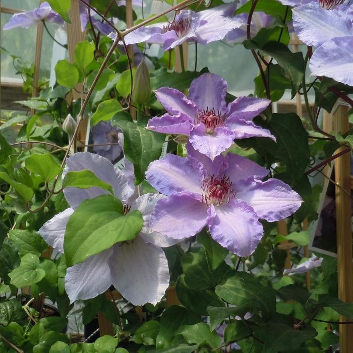 Clematis Still Waters™ PP20372