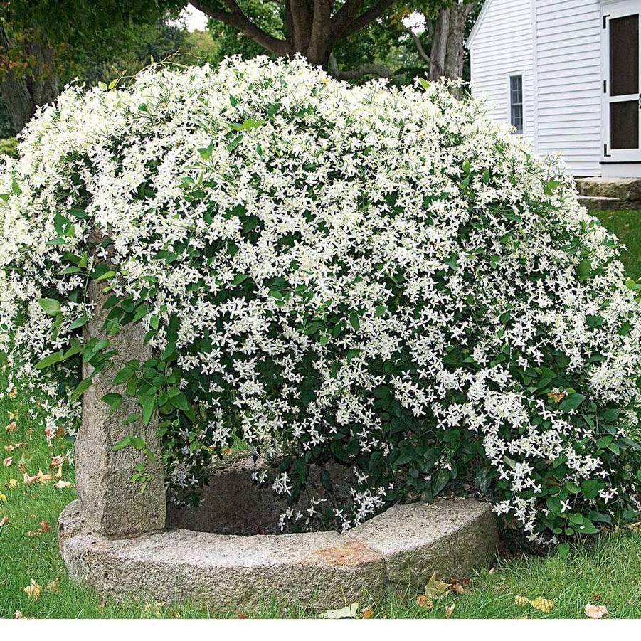 Clematis Sweet Autumn
