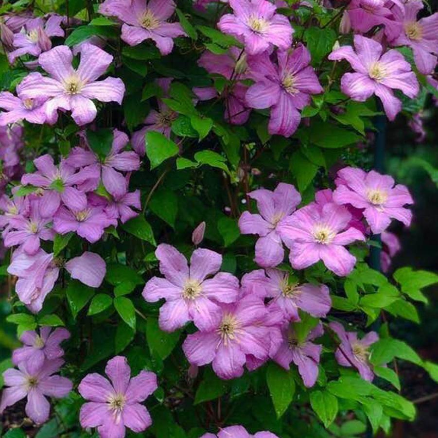 Clematis x Comtesse de Bouchard