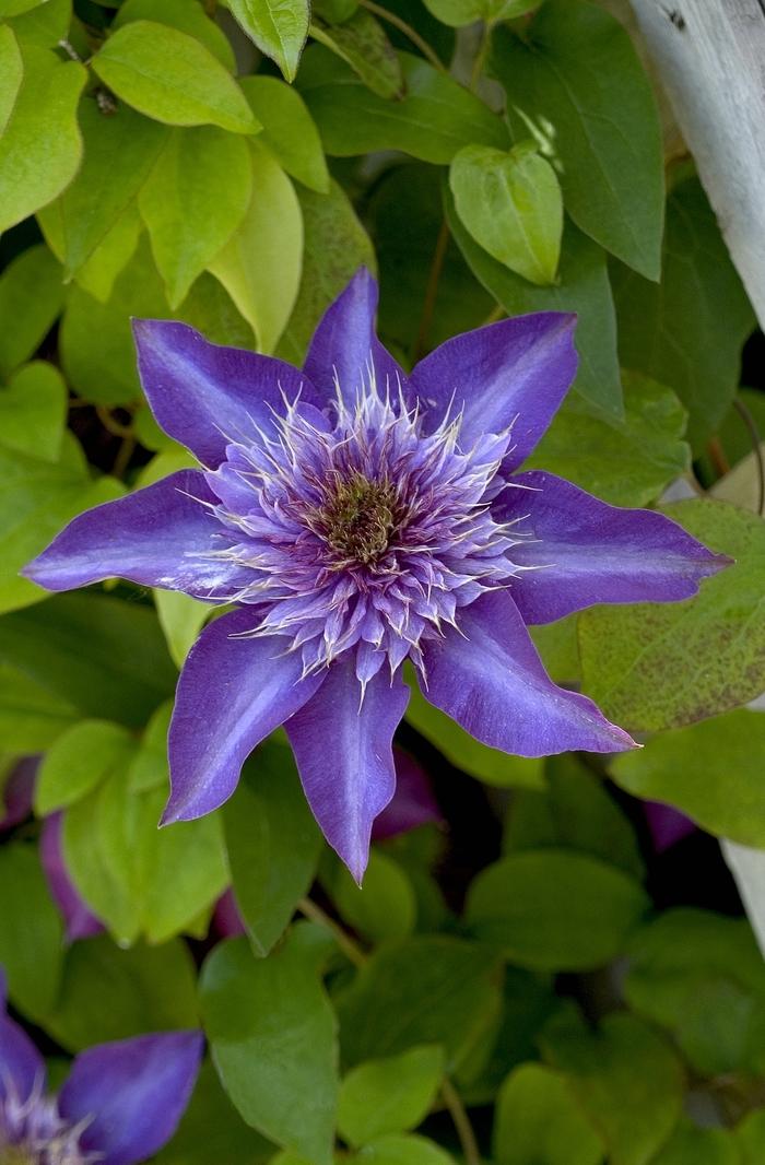 Clematis Multi Blue