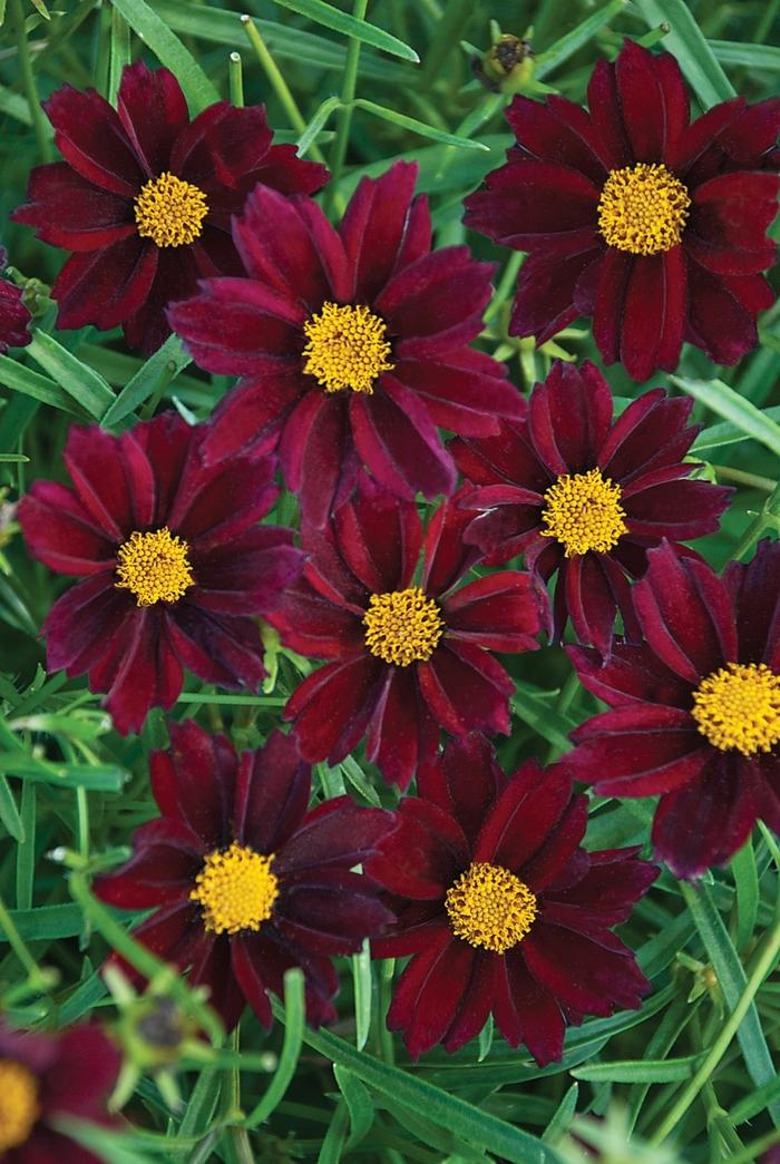 Coreopsis Big Bang™ Mercury Rising PP24689