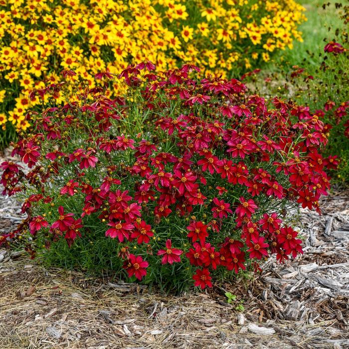 Coreopsis Designer Threads® Scarlet Ribbons