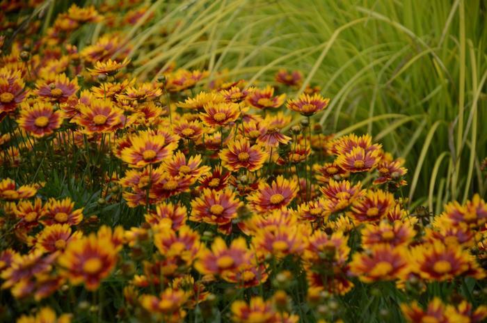 Coreopsis Li'l Bang™ Daybreak PPAF