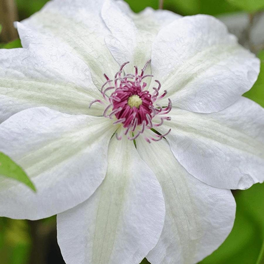 Clematis Miss Bateman