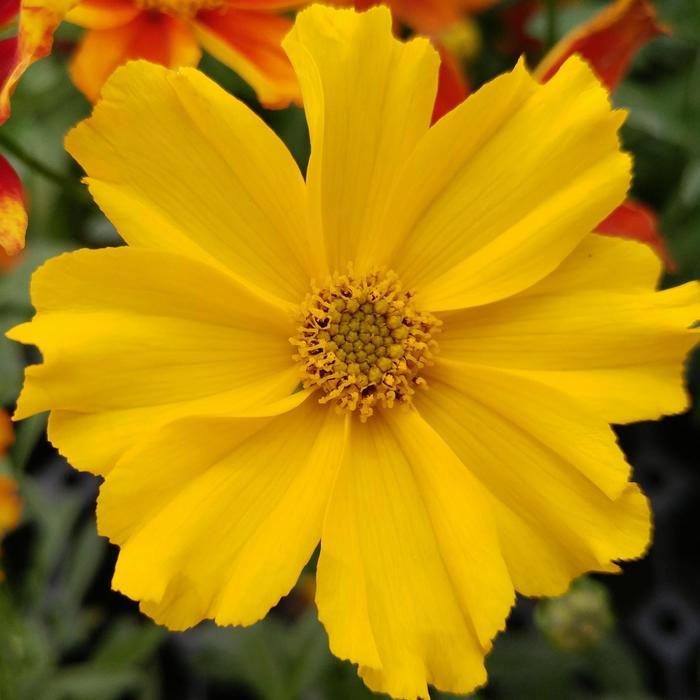 Coreopsis Li'l Bang™ Goldilocks PP32336