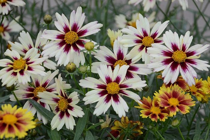 Coreopsis Li'l Bang™ Starlight PP28005