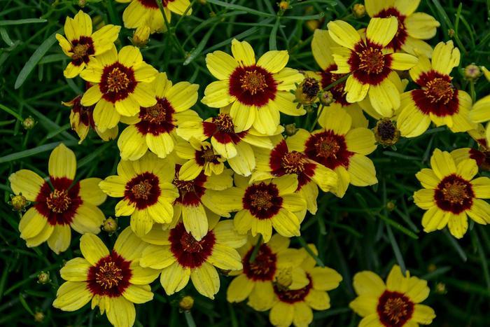 Coreopsis Sizzle & Spice® Sassy Saffron