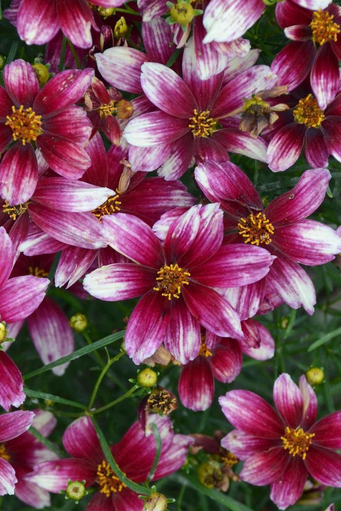 Coreopsis Sizzle & Spice® Zesty Zinger PP29921