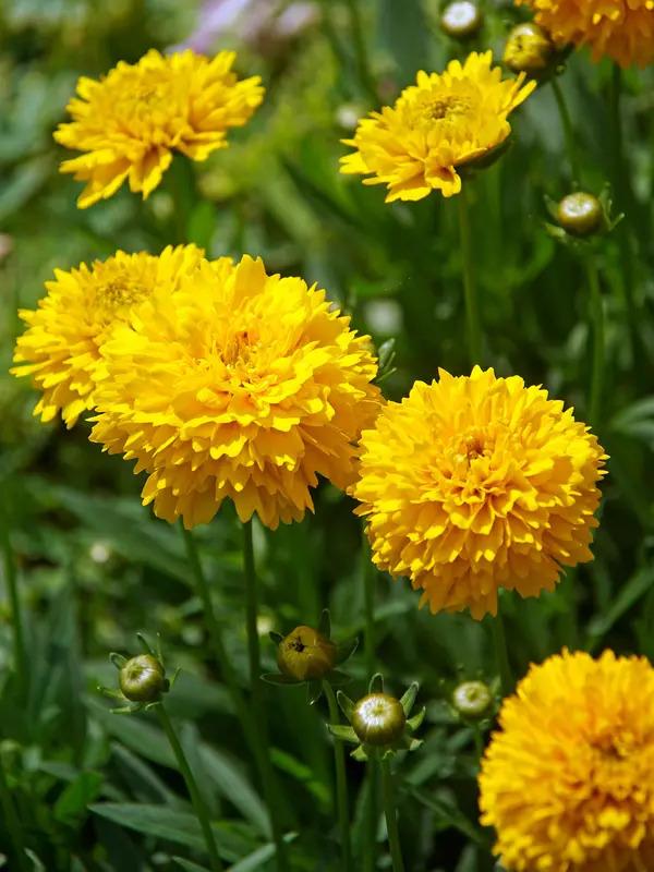 Coreopsis Moonswirl Improved