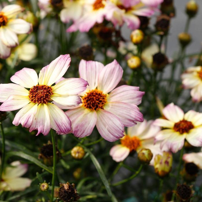 Coreopsis Nova® Jewel