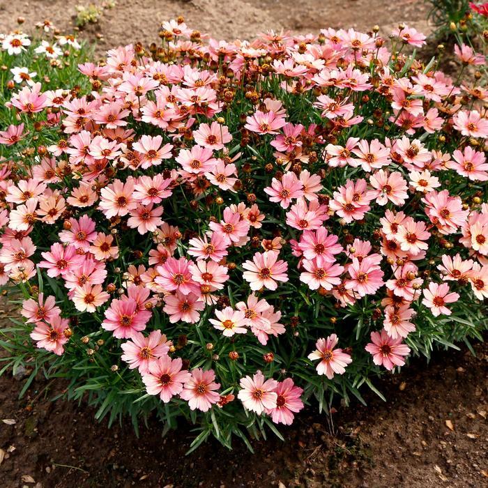 Coreopsis Nova® Sunstone